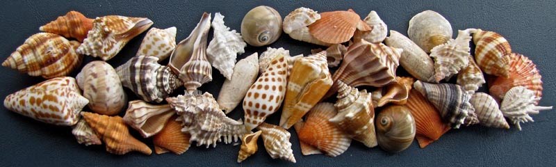 Southern Atlantic Shells Sanibel September = Sunshine, Showers, & Seashells | Sanibel Scoop ...