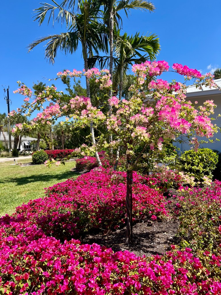 Happy Spring 2026 | Sanibel Scoop & Captiva Chatter